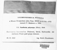 Polycauliona polycarpa image